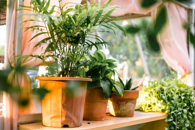 Essential Tips for Keeping Your Houseplants Healthy and Thriving